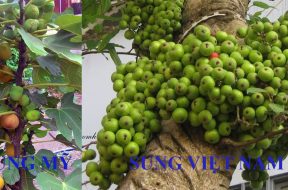 cây sung mỹ và sung việt nam