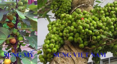cây sung mỹ và sung việt nam