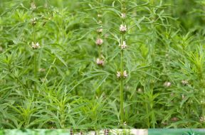 Cây Ích Mẫn Thảo