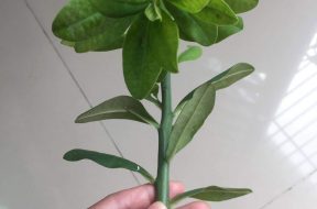 cây-thạch-anh-11