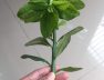 cây-thạch-anh-11