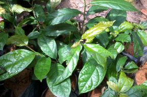 Mach-nho-chi-em-cach-dung-cay-xa-den-ho-tro-tri-u-xo-tu-cung-cay-xa-den