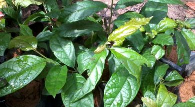 Mach-nho-chi-em-cach-dung-cay-xa-den-ho-tro-tri-u-xo-tu-cung-cay-xa-den