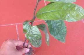 Sâm Đất Sâm Bảo Ngọc