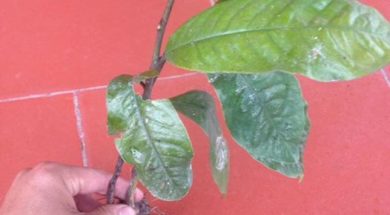 Sâm Đất Sâm Bảo Ngọc