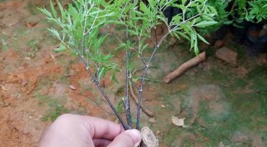 cay-giong-dinh-lang-tai-pthcm-720×600