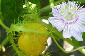 cay-lac-tien-bao-boi-chua-benh-mat-ngu-cuc-ky-hieu-qua