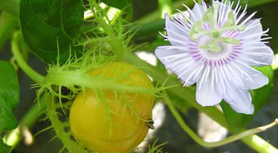cay-lac-tien-bao-boi-chua-benh-mat-ngu-cuc-ky-hieu-qua