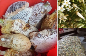 hoa đu đủ đực mật ông