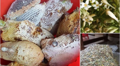 hoa đu đủ đực mật ông