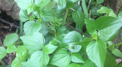 Rau Càng Cua Songkhoe247.info