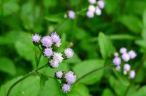 cây cút lợn hoa ngũ sắc cỏ hôi