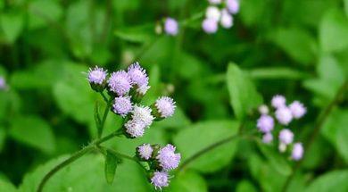 cây cút lợn hoa ngũ sắc cỏ hôi