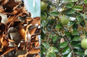 lá vú sữa khô songkhoe247.info