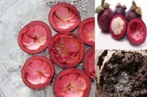 Vỏ măng cụt – songkhoe247.info