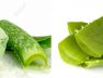 nha đam thức ăn bổ dưỡng songkhoe247.info