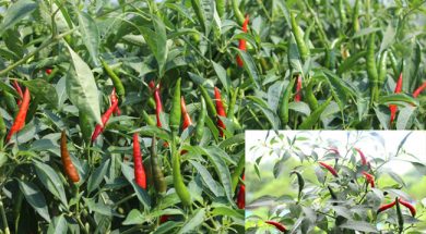 ớt chỉ thiên chữa bệnh songkhoe.info