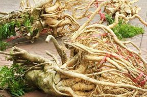 rể cây đinh lăng ngâm rượu songkhoe247.info