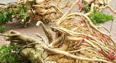 rể cây đinh lăng ngâm rượu songkhoe247.info