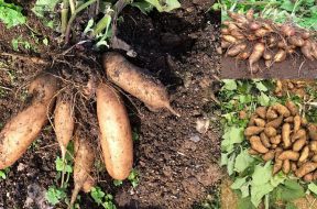 Củ sâm đất lào cai songkhoe247.info