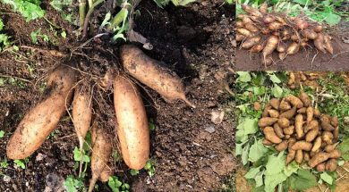 Củ sâm đất lào cai songkhoe247.info