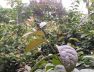 cay-bach-giai-5