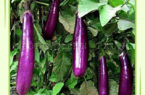 hat-giong-ca-tim-giong-mien-trung