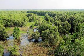 Rừng tràm Trà Sư, An Giang