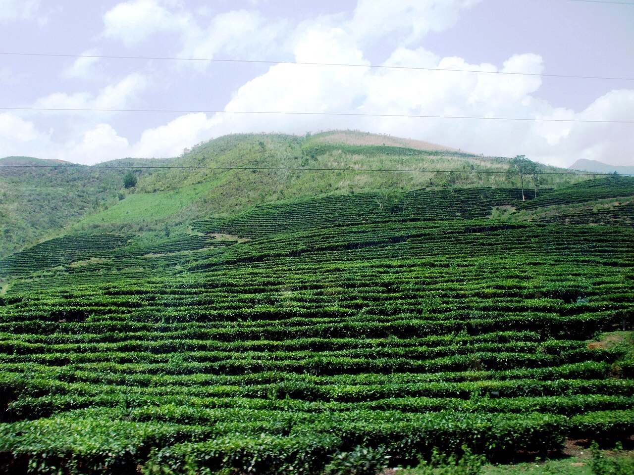 Cảnh Phú Thọ
