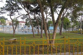 Vườn thông ở Lâm Thao, Phú Thọ