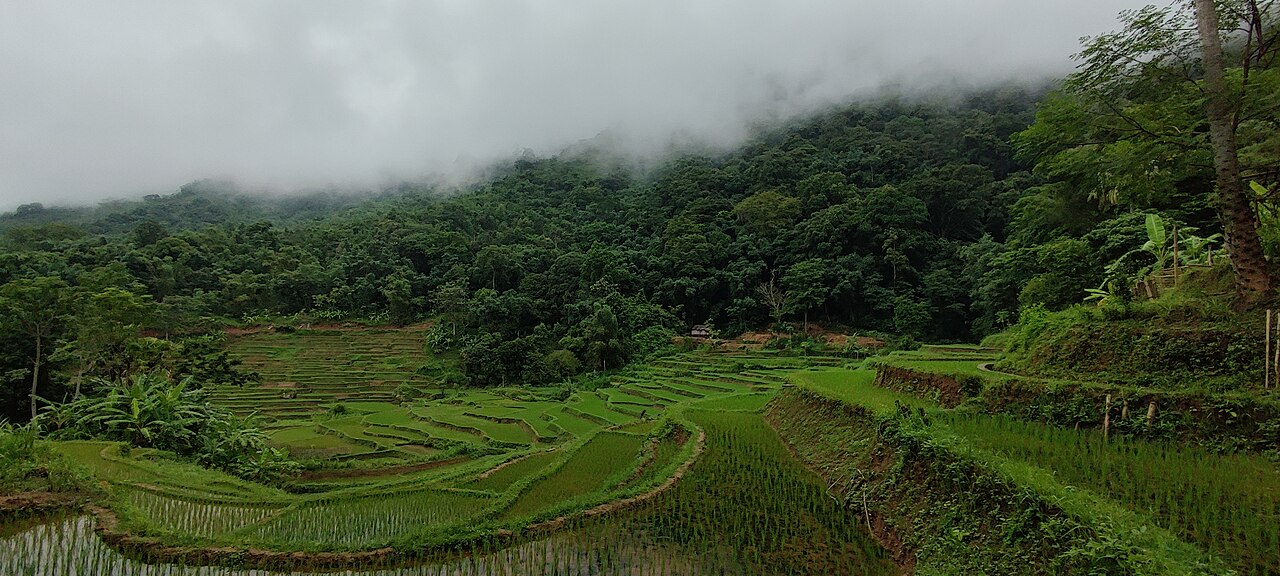 Cánh đồng lúa Mai Châu, Hòa Bình